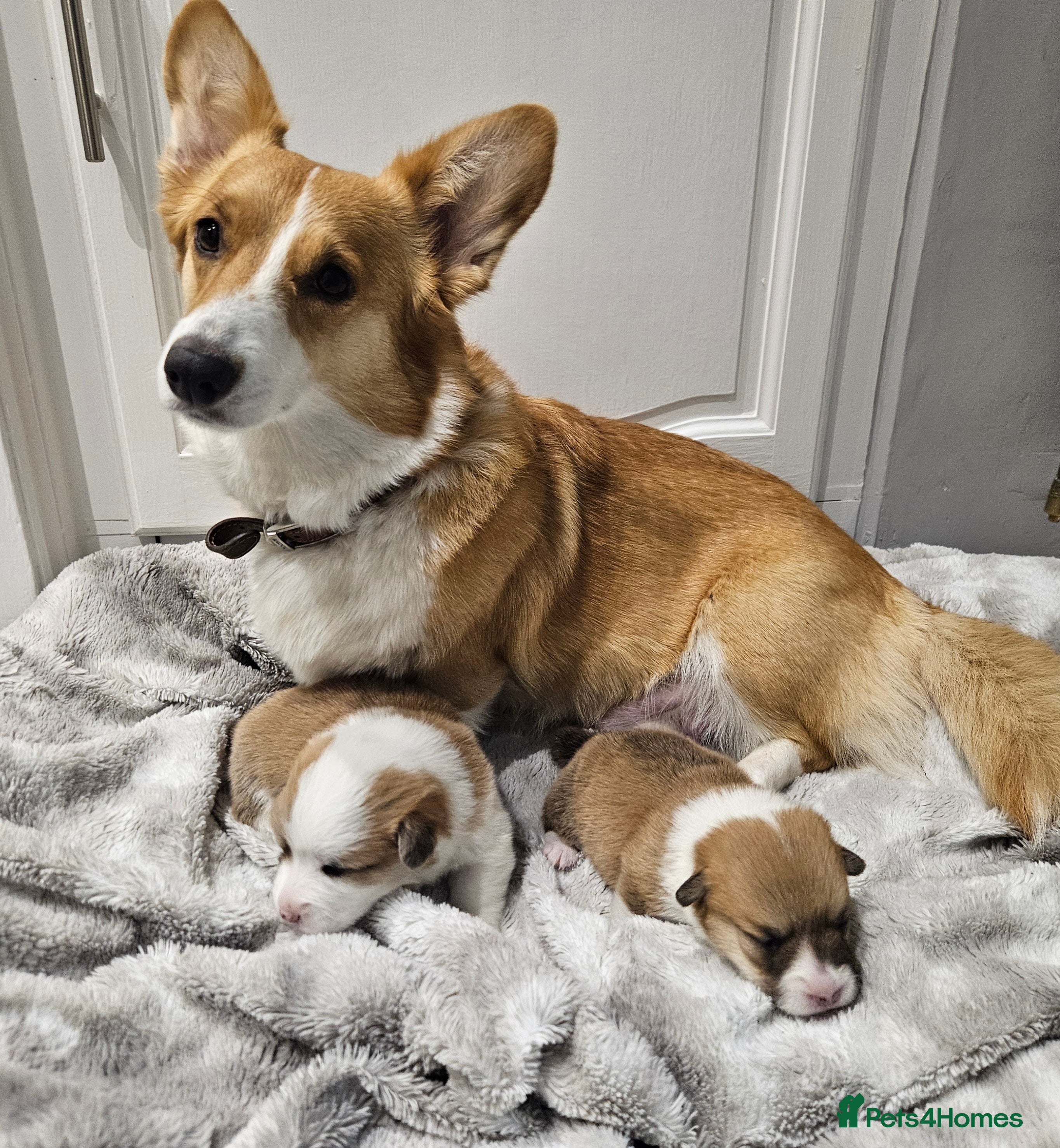 Welsh Corgi Pembroke dogs welsh Pembroke puppies  - Advert 1