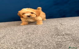 Cockapoo dogs for sale: Ready to go beautiful puppies  - Advert 8