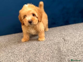 Cockapoo dogs Ready to go beautiful puppies - Advert 10