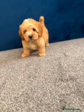 Cockapoo dogs Ready to go beautiful puppies - Advert 12