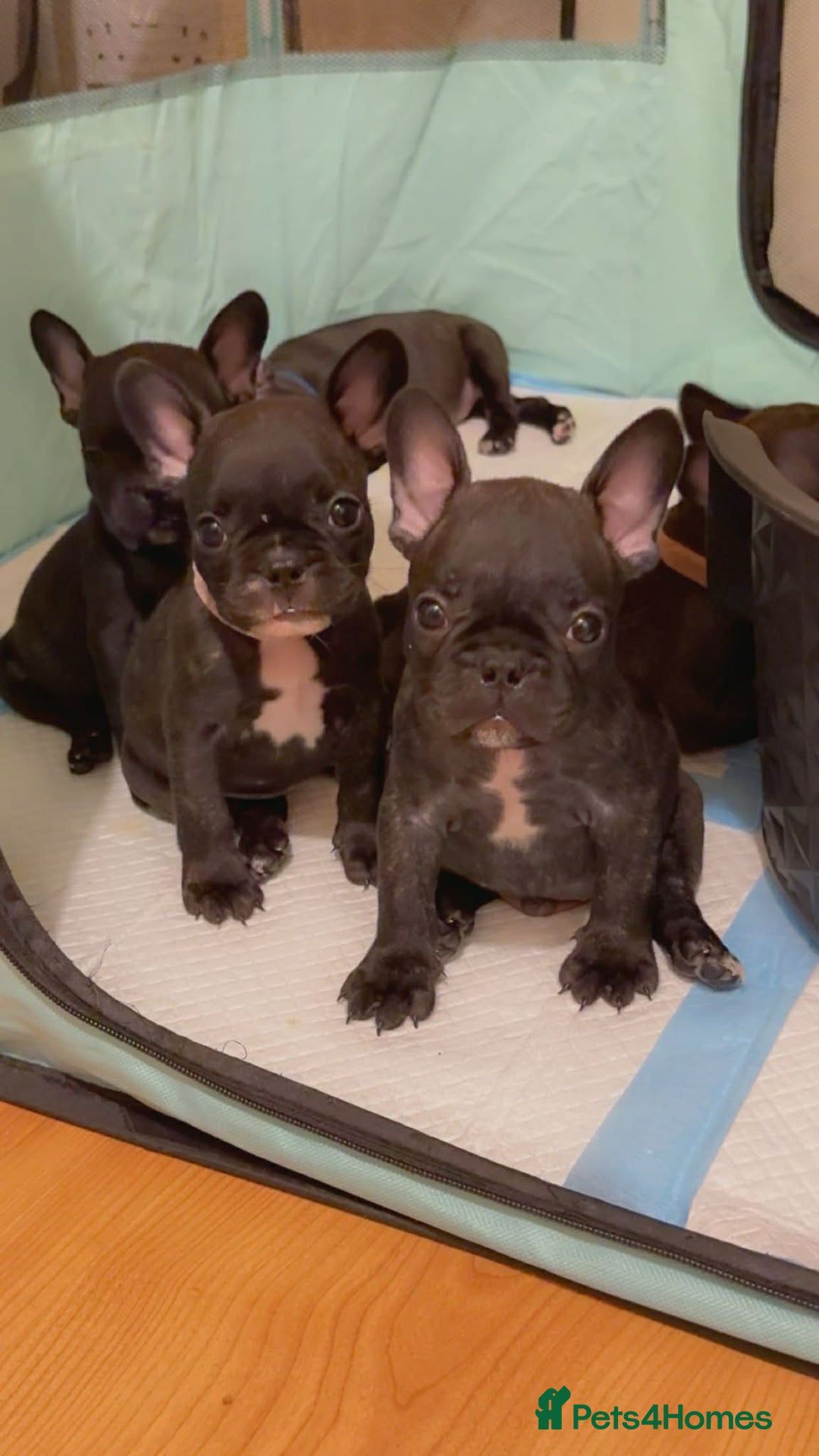 French Bulldog dogs for sale: French puppies  - Advert 27
