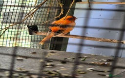 Canaries birds for sale: Canaries for sale beautiful markings  - Image 13