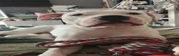 American Bulldog dogs for stud: Echo - American Bulldog - Advert 4