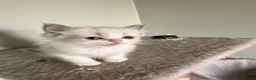 Ragdoll cats for sale: Beautiful Blue-Eyed Ragdoll Kittens - Advert 7