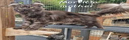 Maine Coon cats for sale: Pedigree - smoke russian line mainecoons - Advert 6