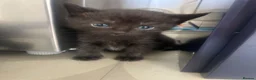 Mixed Breed cats for sale: 3 female 4 week old kittens - Advert 7