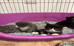 British Longhair cats for sale: beautiful kittens  - Image 6
