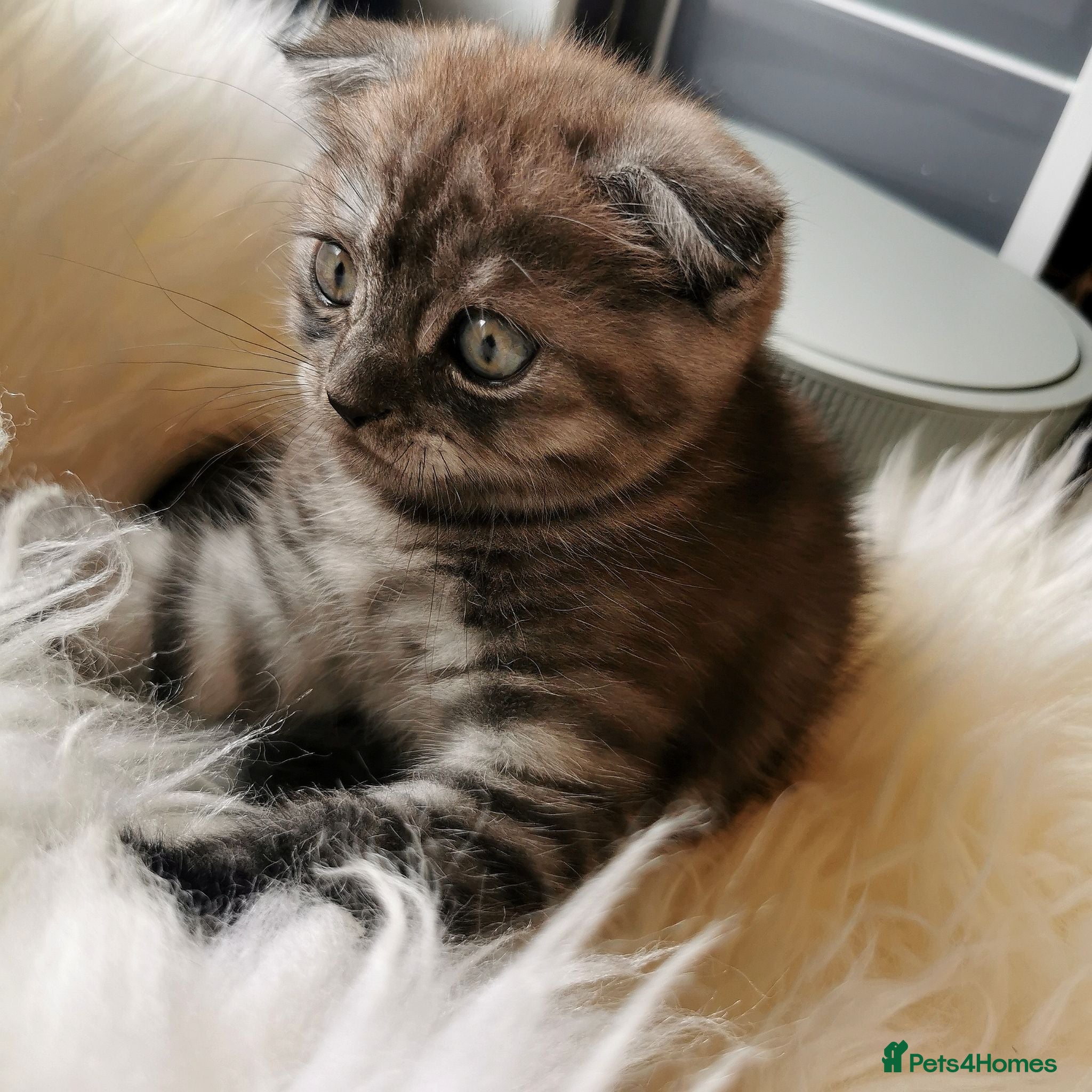 Scottish Fold cats ❤️Gorgeous Scottish Fold kitten-raised with love❤️ - Advert 1