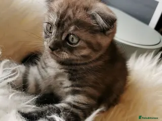 Scottish Fold cats ❤️Gorgeous Scottish Fold kitten-raised with love❤️ - Advert 1