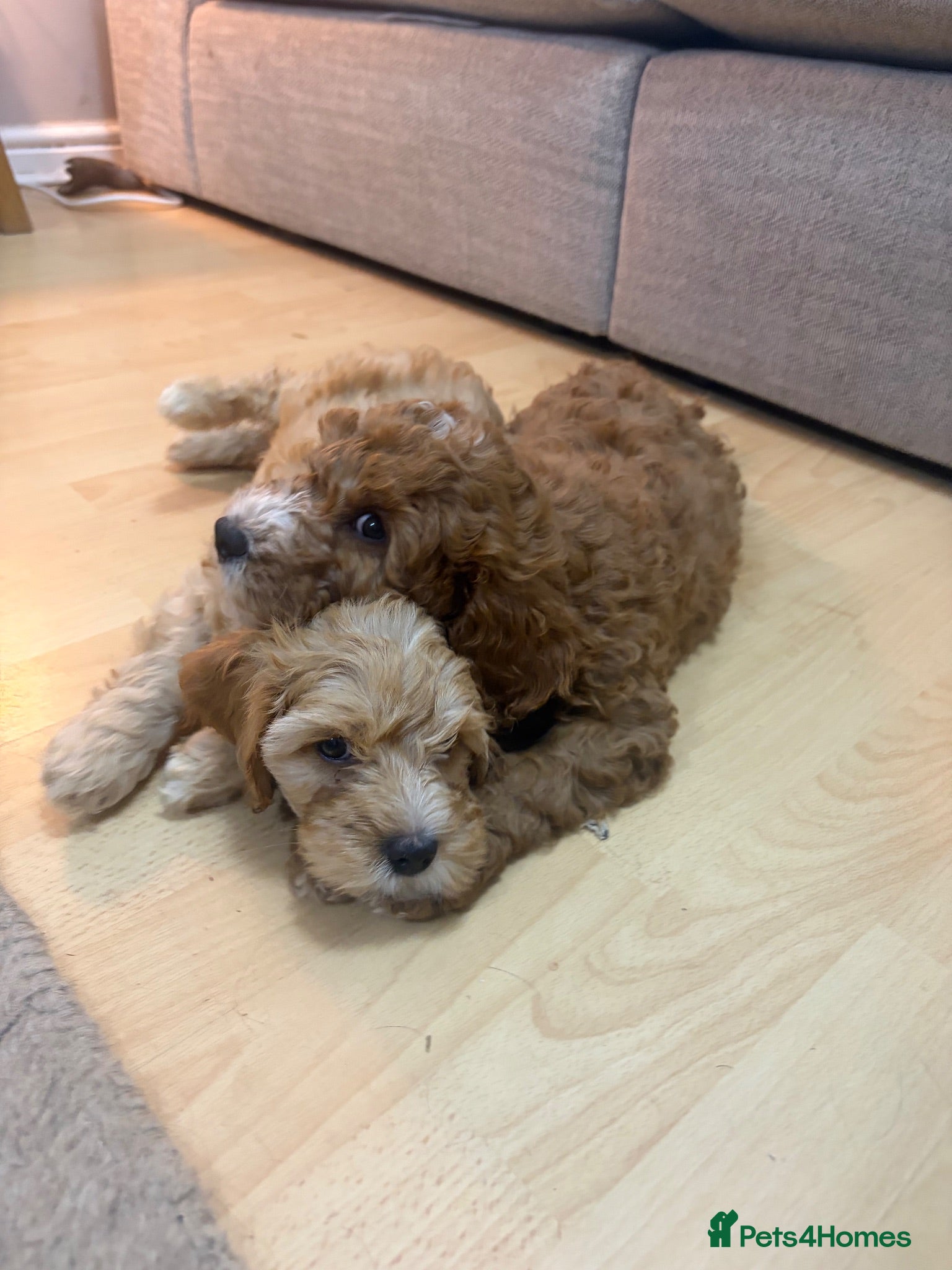 Cavapoo dogs F1B Cavapoo puppies READY NOW! - Advert 1