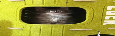 Maine Coon 4