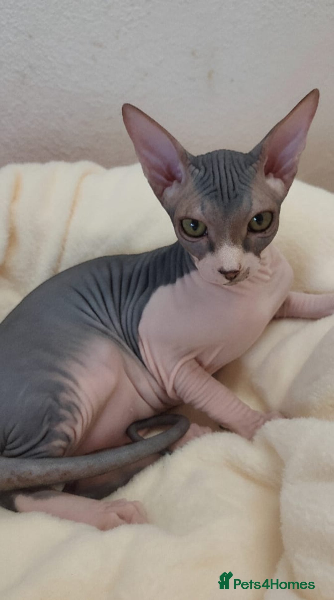 Sphynx cats for sale: Sphynx Kittens – Males & Female – International ✅ - Advert 3