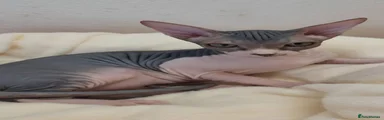Sphynx Kitten 1