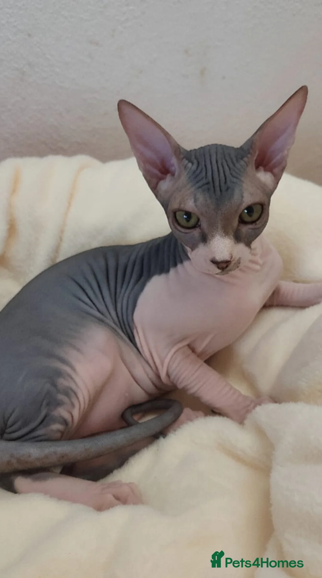 Sphynx cats for sale: 🌟 Premium Sphynx - Safe Delivery from Spain  - Advert 2