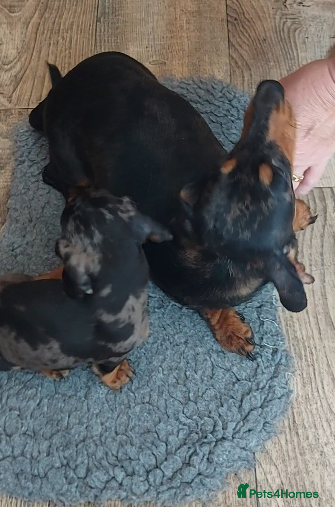 Miniature Dachshund dogs for sale: Beautiful litter of 6 true to type miniature pups. - Image 5
