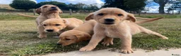 Goldador dogs for sale: Beautiful Goldador Puppies - Advert 22