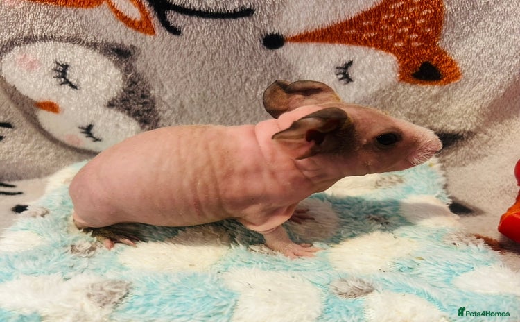 Guinea Pig rodents 🌟🐹 BABY SKINNY PIG BOYS 🐹🌟 - Advert 10