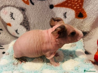 Guinea Pig rodents 🌟🐹 BABY SKINNY PIG BOYS 🐹🌟 - Advert 12