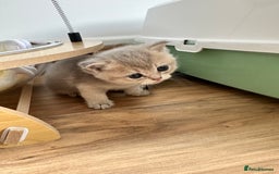 British Shorthair cats for sale: GCCF BSH fluffy kittens - Image 14