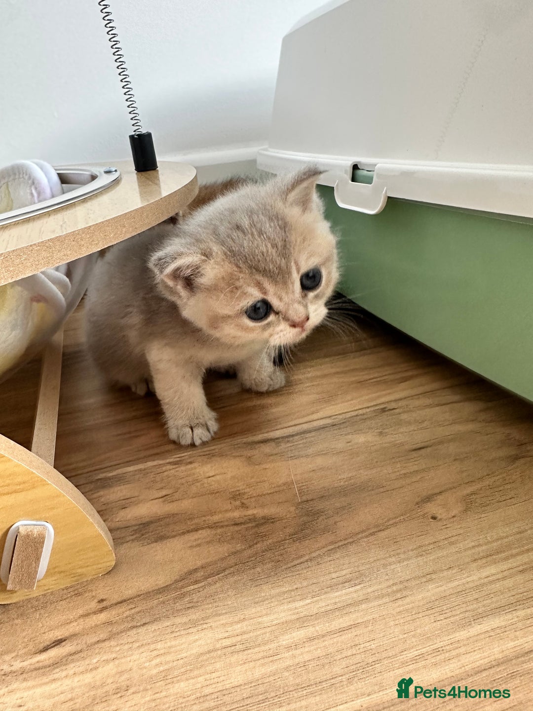 British Shorthair cats for sale: GCCF BSH fluffy kittens - Image 14