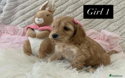 Cockapoo dogs for sale: Beautiful Cockapoo puppies🐶 - Image 4