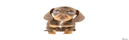 Miniature Dachshund dogs for sale: Kc reg miniature dachshunds  - Advert 24