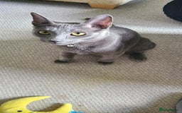 Russian Blue cats for sale: 2 close littermates, pure Russian blues + papers  - Image 1