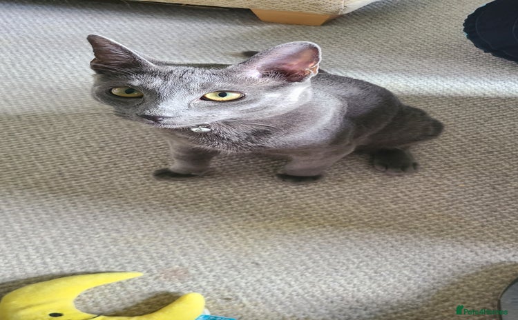 Russian Blue cats - Advert 8