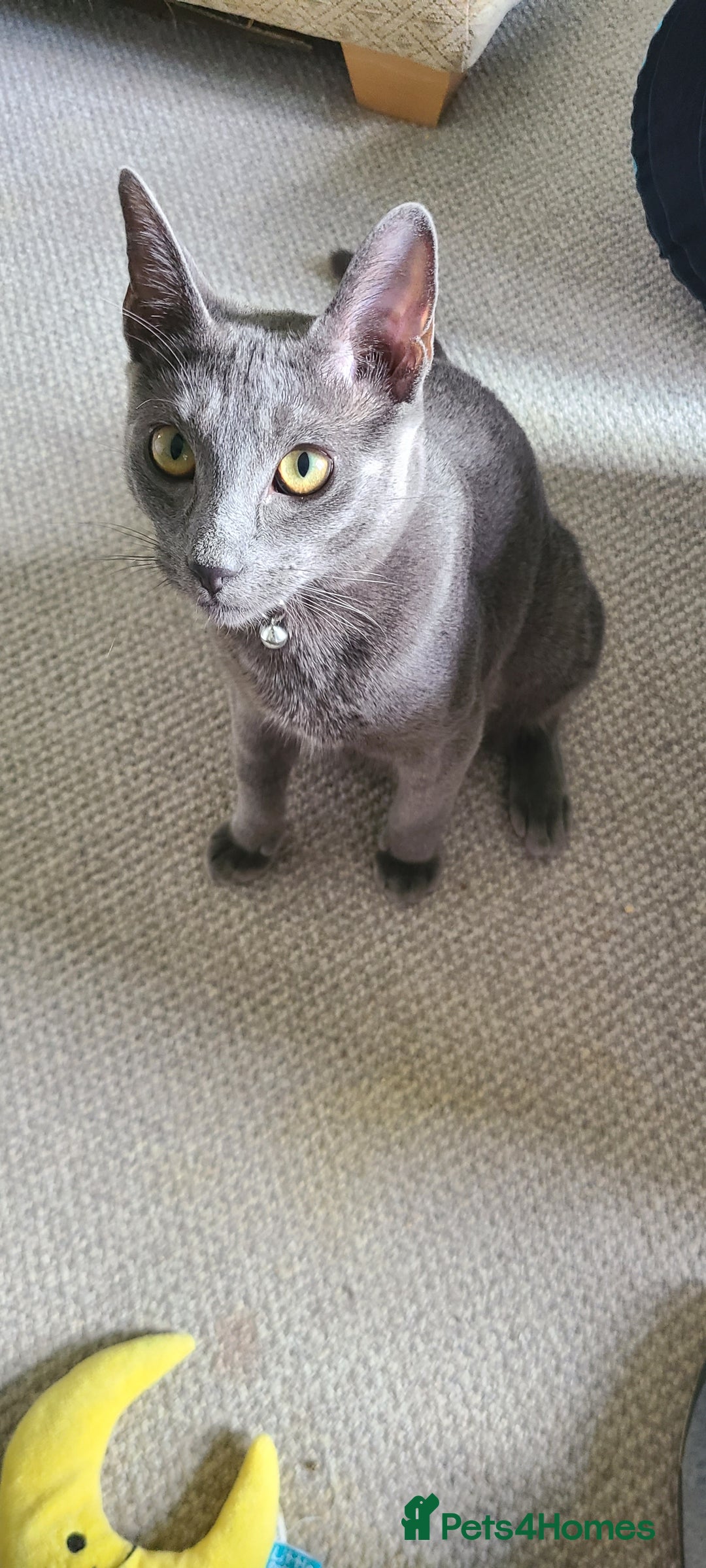 Russian Blue cats for sale: 2 close littermates, pure Russian blues + papers  - Image 1