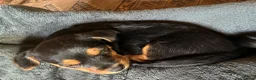 Mixed Breed dogs for sale: Jack Russell Mix Breed Puppies in Woodbridge - Advert 12