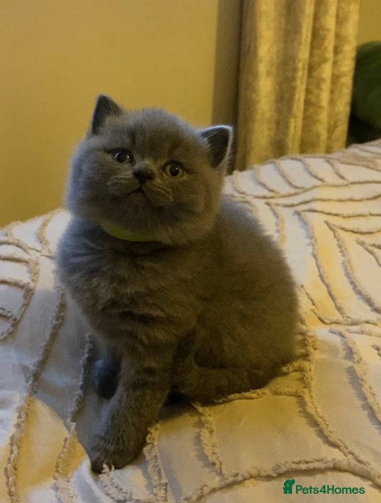 British Shorthair cats British blue shorthaired kittens  - Advert 17