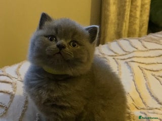 British Shorthair cats British blue shorthaired kittens - Advert 17