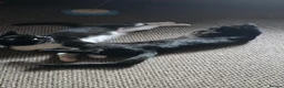 Mixed Breed cats for sale: 2 x female cats (sisters from same litter) in Nuneaton - Advert 8