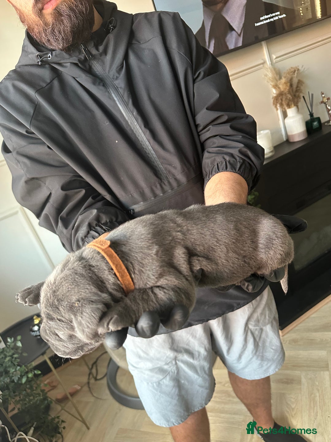 Cane Corso dogs for sale: Lupo D’Italia Kennels - Advert 12