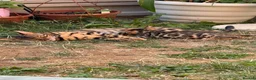 Bengal cats for sale: Bengal Kitten Boy in Northampton - Advert 4