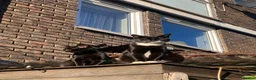 Mixed Breed cats for sale: Looking for a better home  - Advert 7