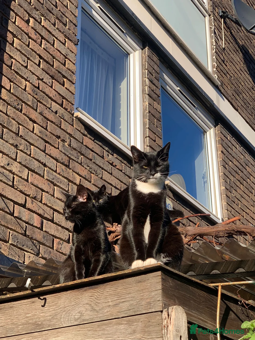 Mixed Breed cats for sale: Looking for a better home  - Advert 7