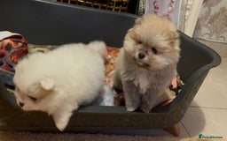 Pomeranian dogs for sale: Kc Registered Pomeranian Pups - Image 9