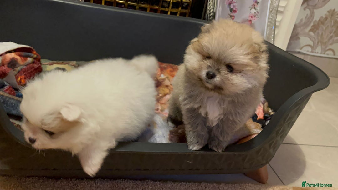 Pomeranian dogs for sale: Kc Registered Pomeranian Pups - Image 9