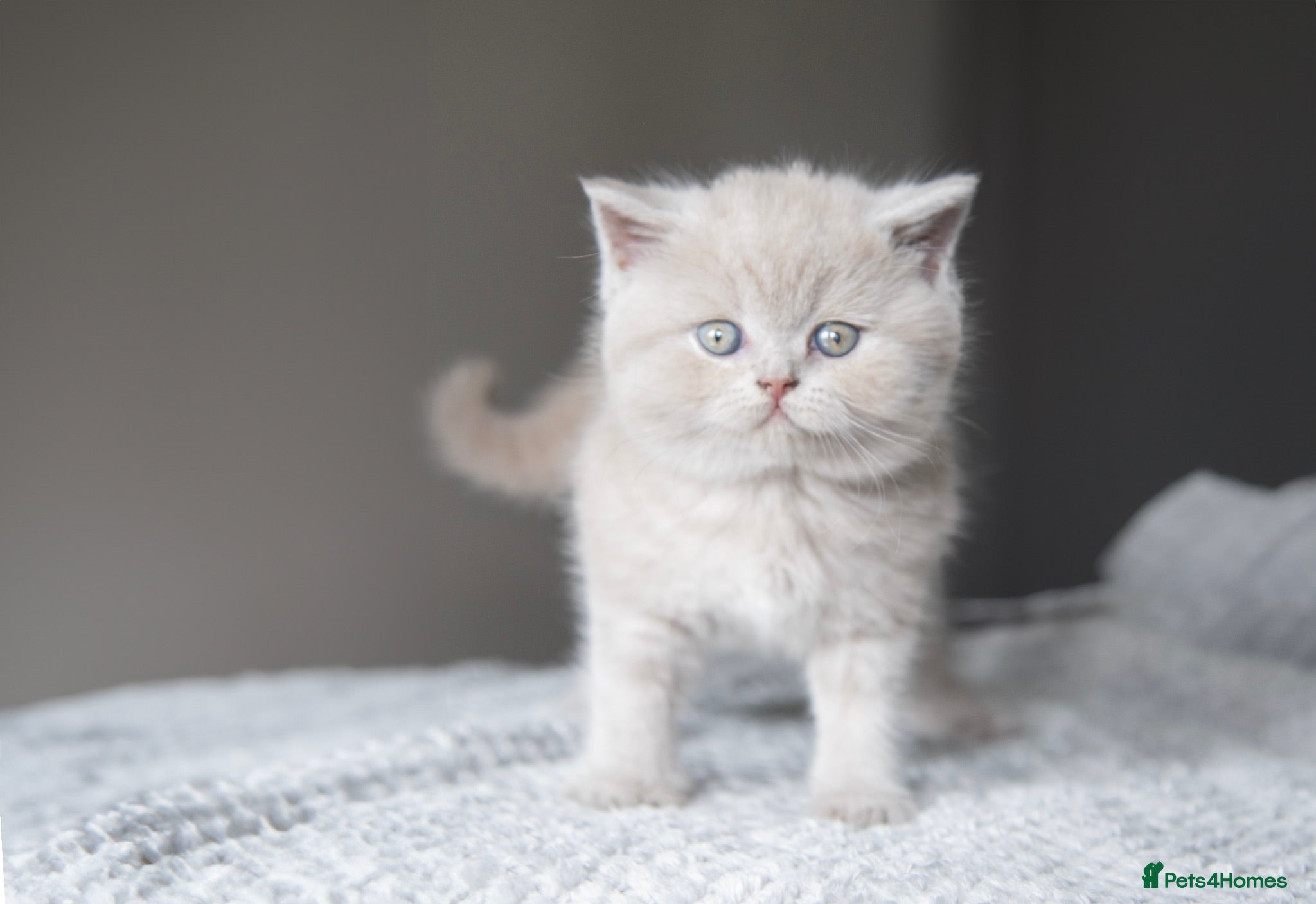 British Shorthair cats 🐾 Beautiful British Shorthair Kittens🐾 - Advert 2
