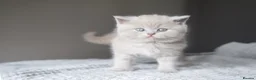 British Shorthair cats for sale: 🐾 Beautiful British Shorthair Kittens🐾 - Advert 2
