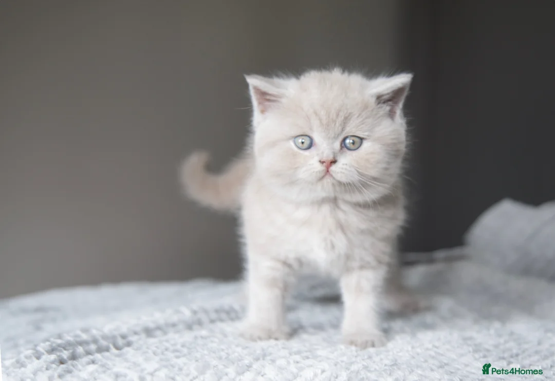 British Shorthair cats for sale: 🐾 Beautiful British Shorthair Kittens🐾 - Advert 2