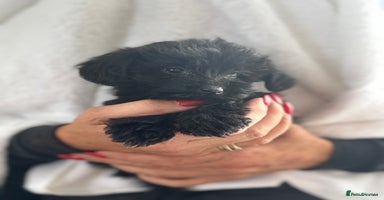 Yorkiepoo dogs - Advert 2