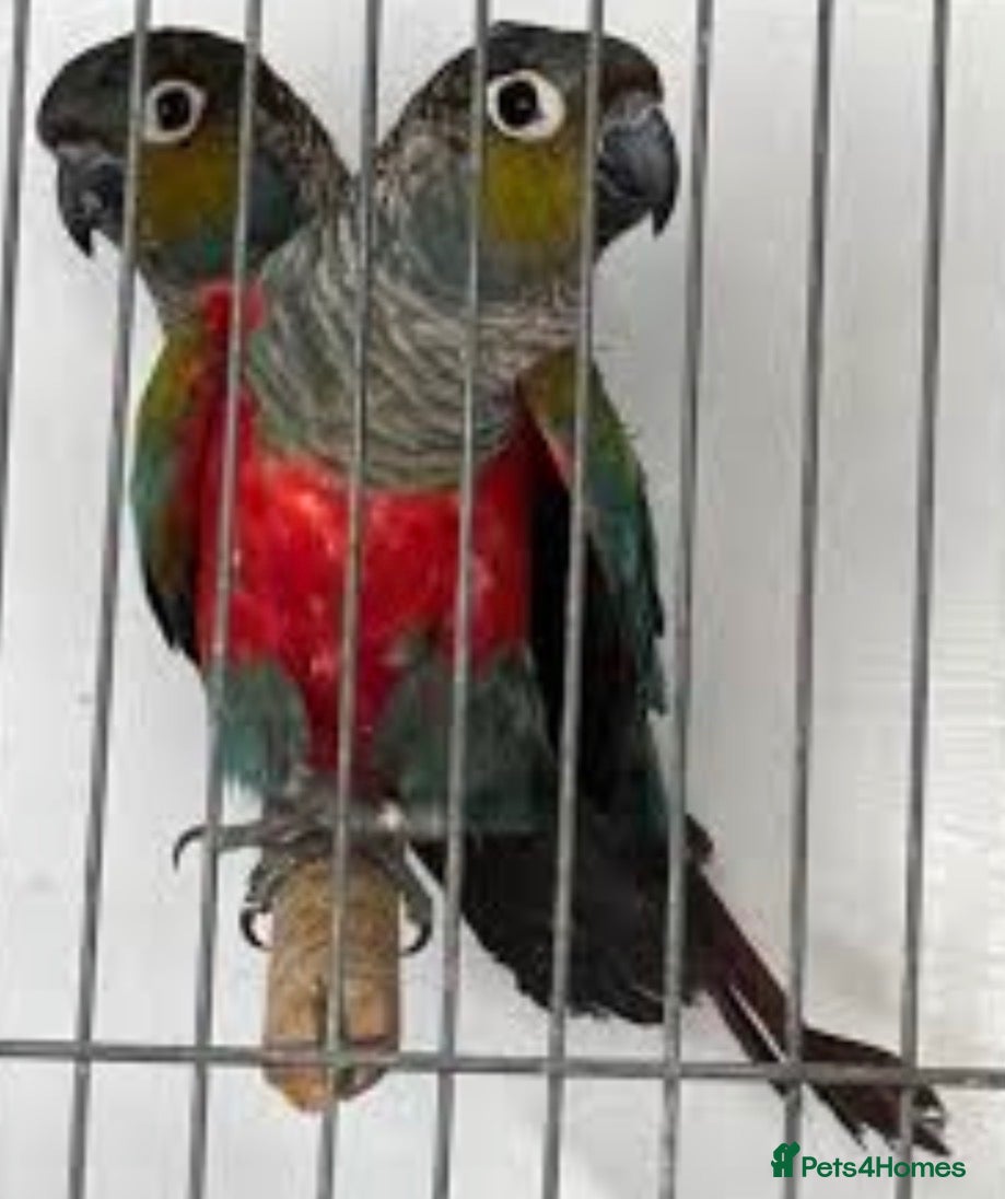 Conures birds for sale: Bonded Pair of Crimson-bellied Conure - Advert 1