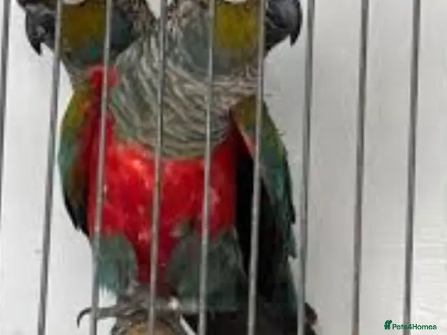 Conures birds for sale: Bonded Pair of Crimson-bellied Conure - Advert 1