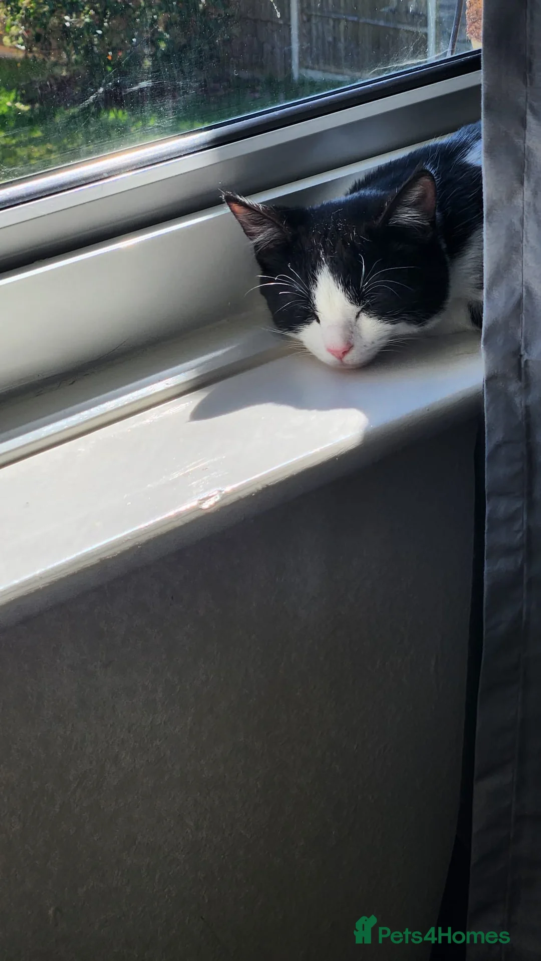 Mixed Breed cats for sale: URGENT…Needs new home in Much Hadham - Advert 8