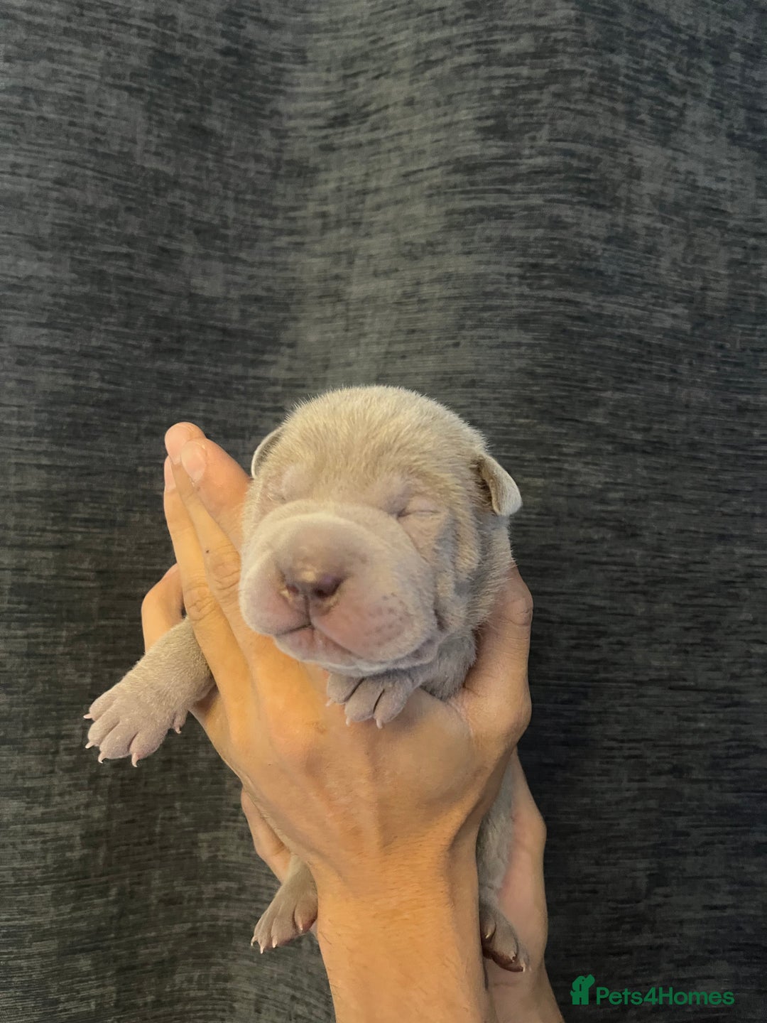 Shar Pei dogs for sale: Shar-pei Puppies - Advert 6