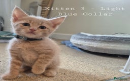 Mixed Breed cats for sale: Blue, dilute tortie, cream and black kittens - Image 3