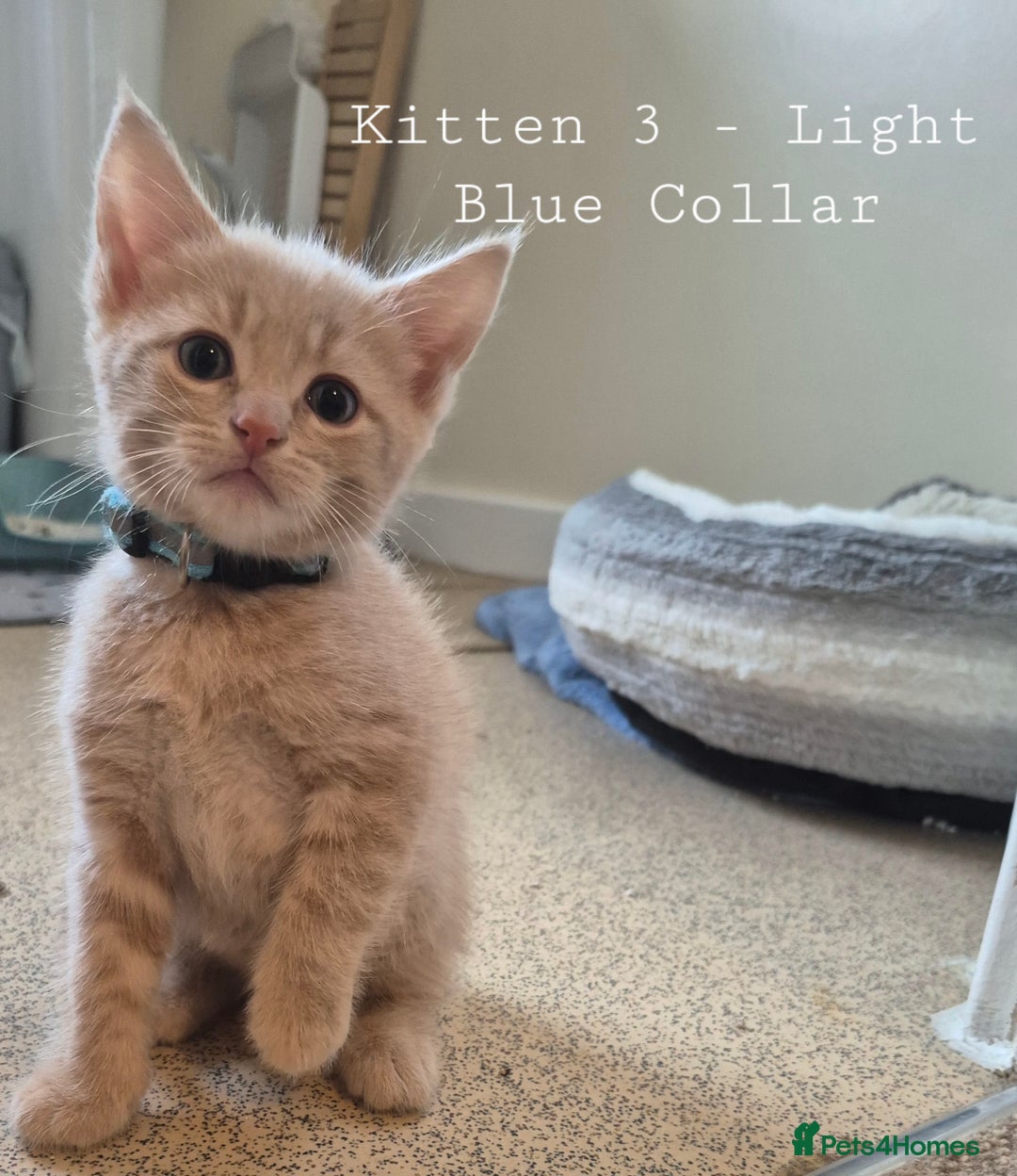 Mixed Breed cats for sale: Blue, dilute tortie, cream and black kittens - Image 3