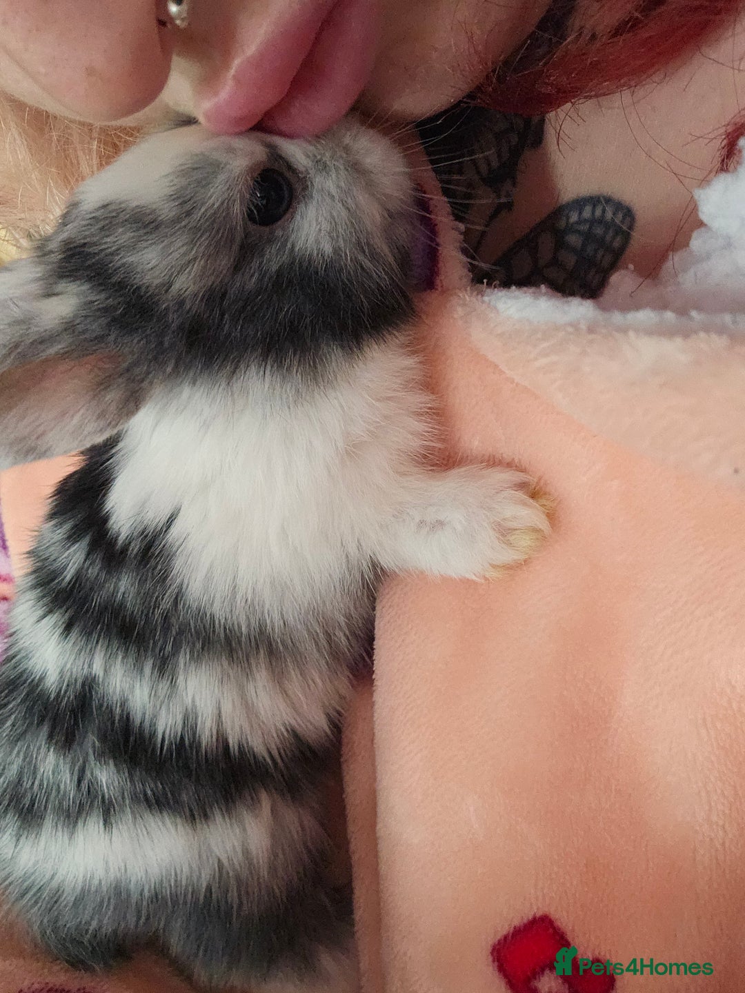 Harlequin rabbits for sale: 7 beautiful Harlequin bunnies looking for a new 🏡 - Image 21